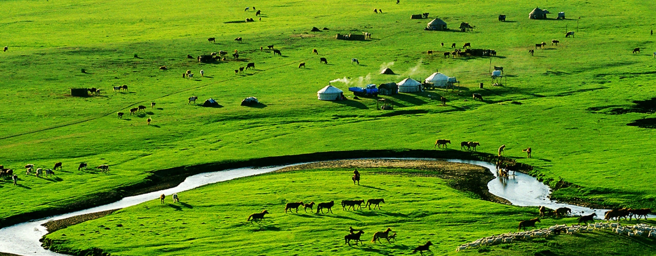 the wild grasslands