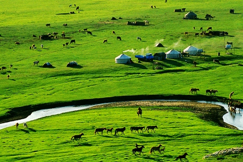 the wild grasslands